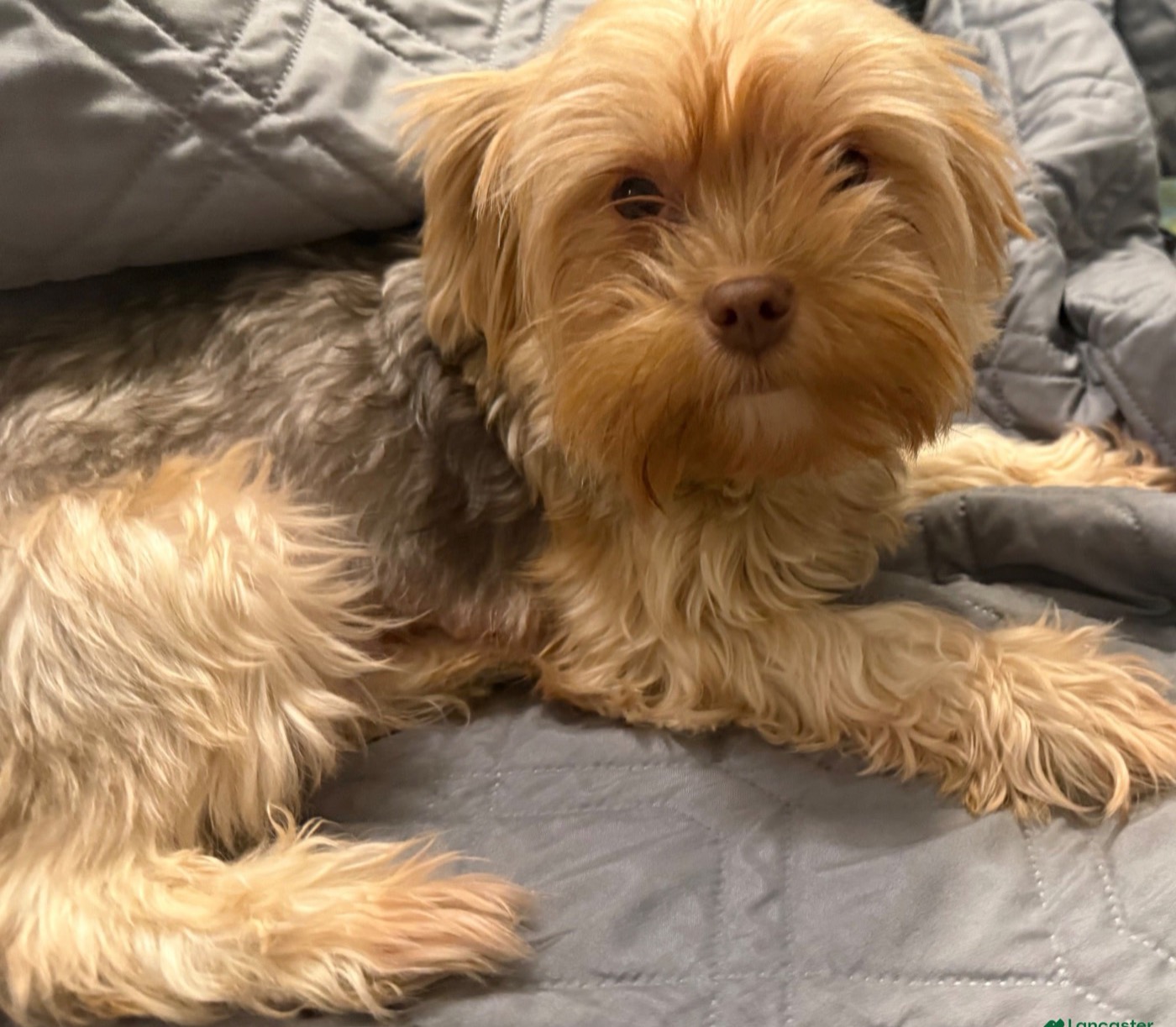 Exotic Yorkshire Terrier from Exotic Blessings in Trenton, NJ