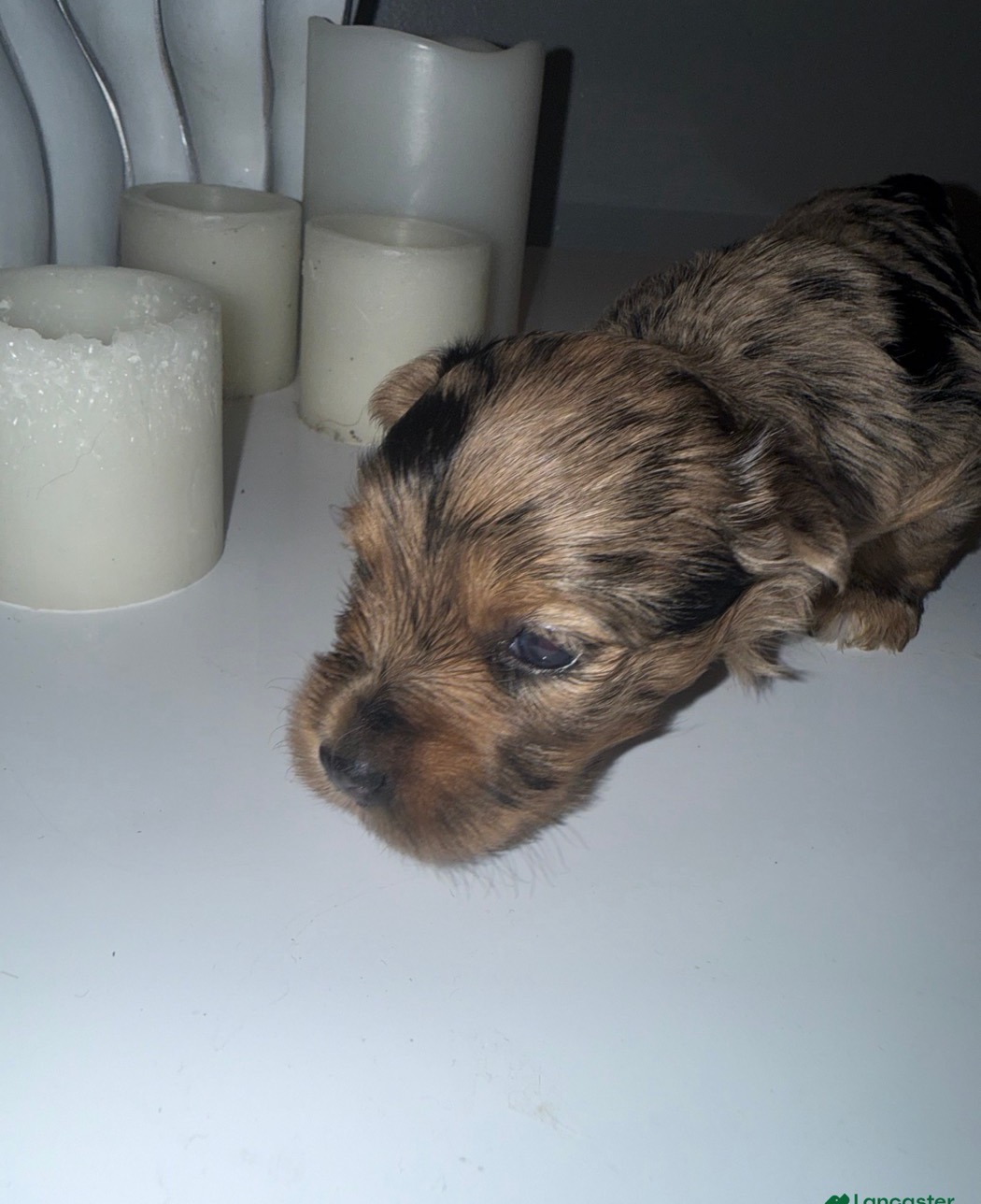 Exotic Yorkshire Terrier from Exotic Blessings in Trenton, NJ