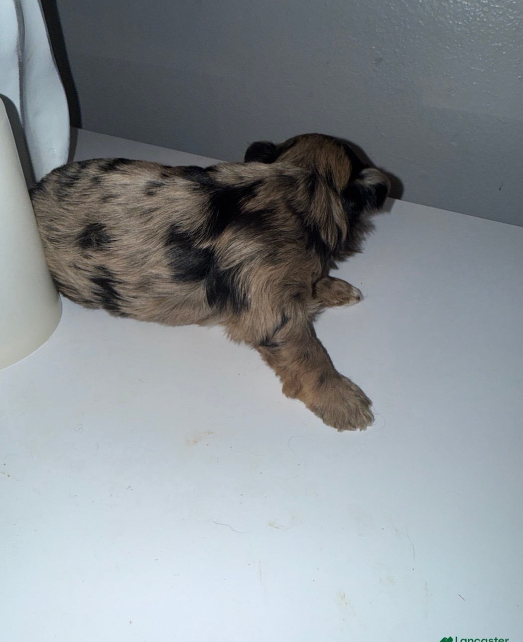 Exotic Yorkshire Terrier from Exotic Blessings in Trenton, NJ