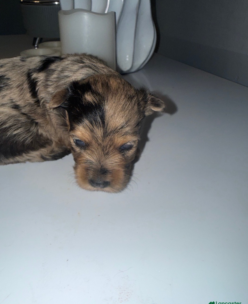 Exotic Yorkshire Terrier from Exotic Blessings in Trenton, NJ