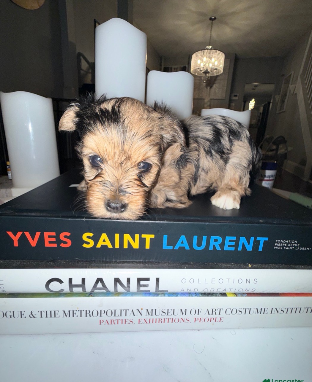 Exotic Yorkshire Terrier from Exotic Blessings in Trenton, NJ