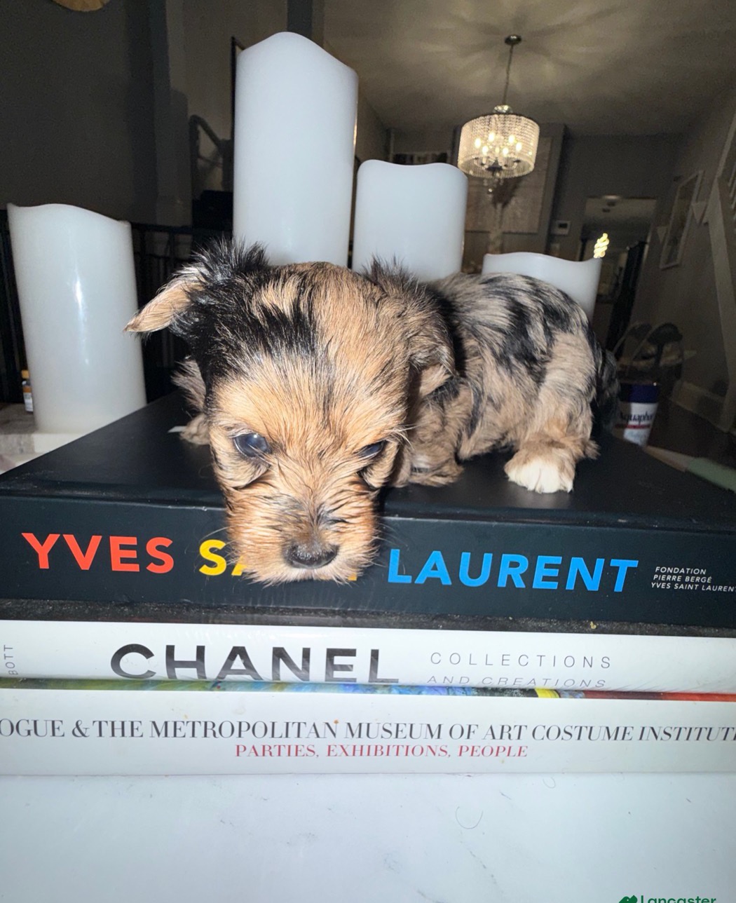 Exotic Yorkshire Terrier from Exotic Blessings in Trenton, NJ