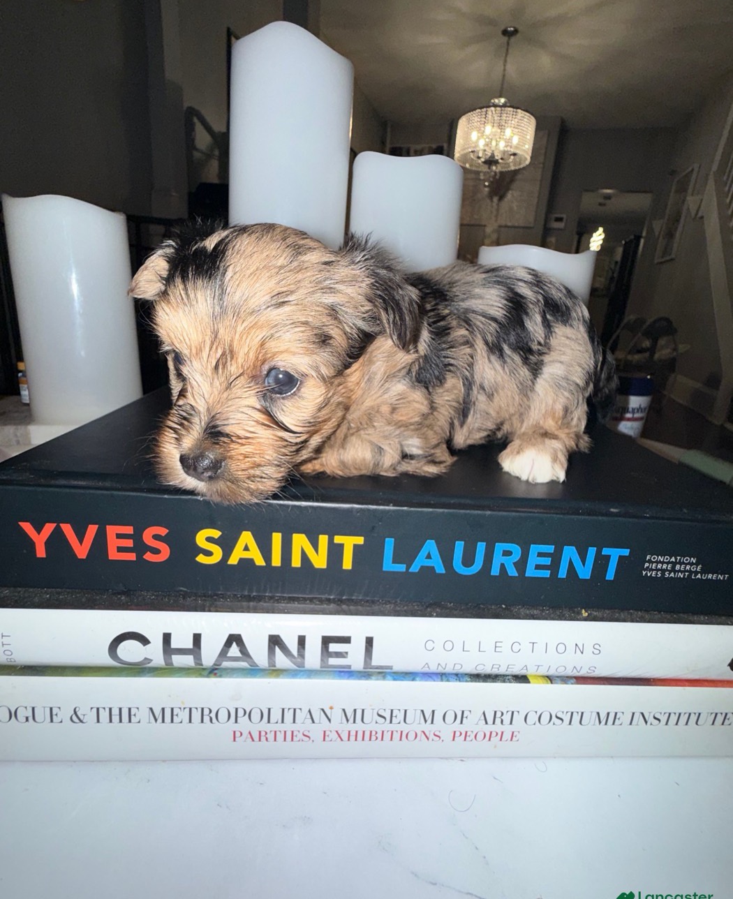 Yorkie puppy ready for pick up