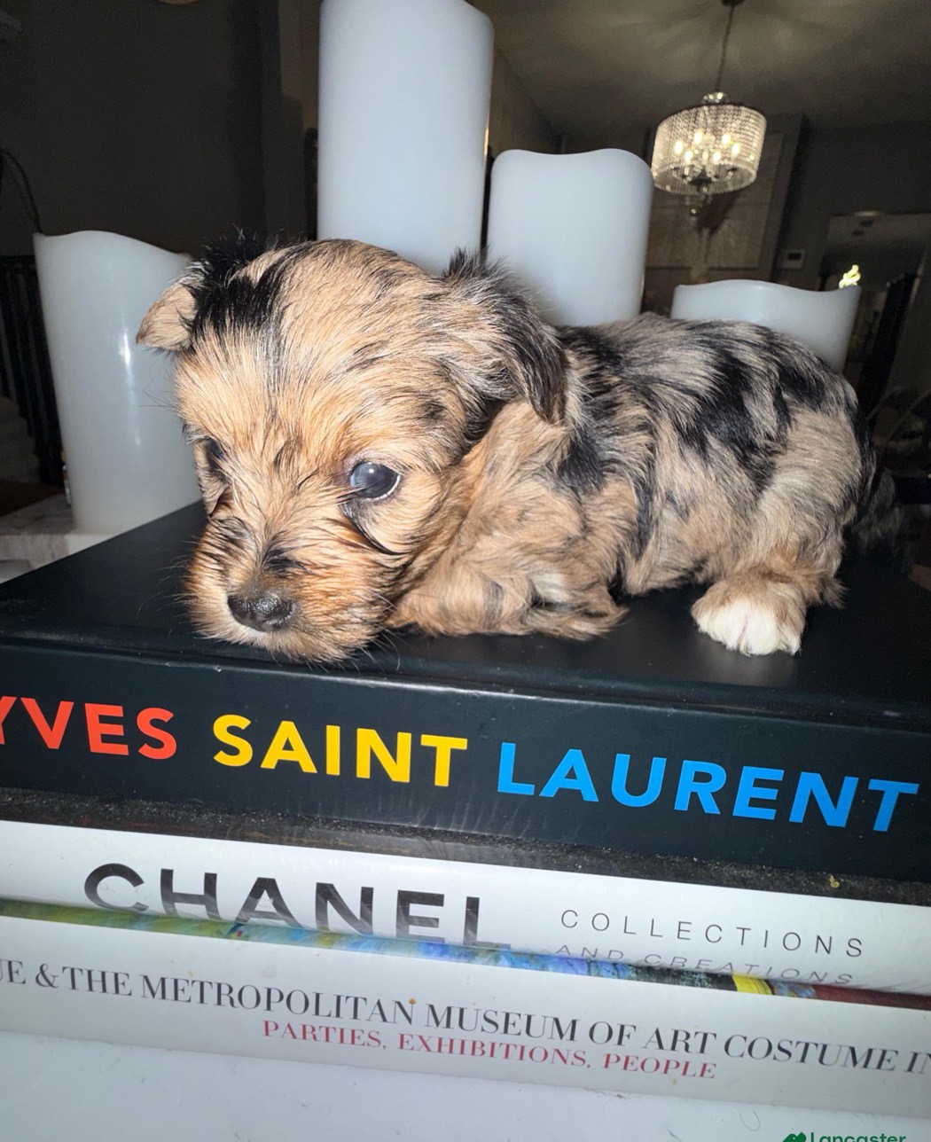Yorkie puppy