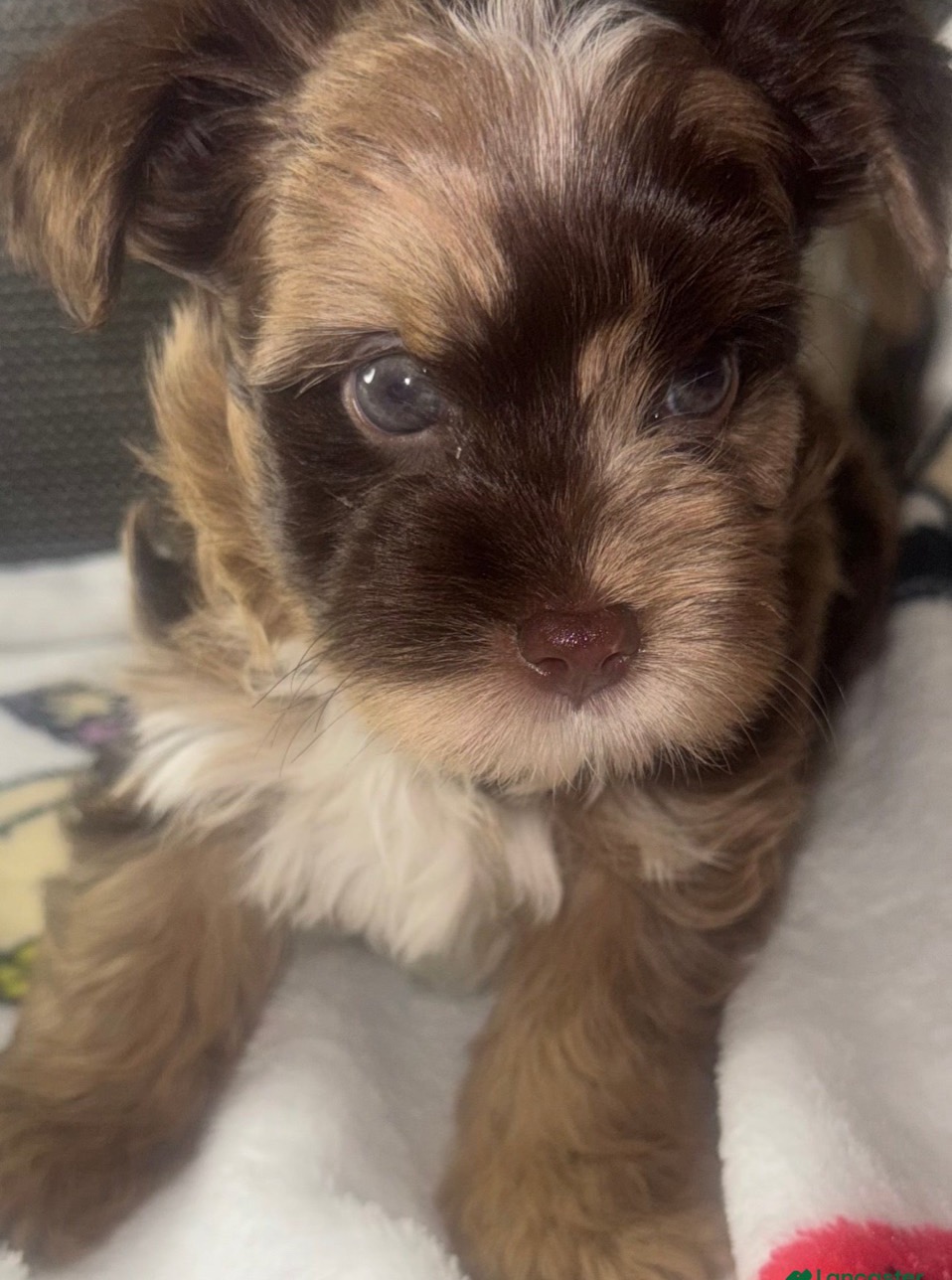 Yorkshire Terrier puppy