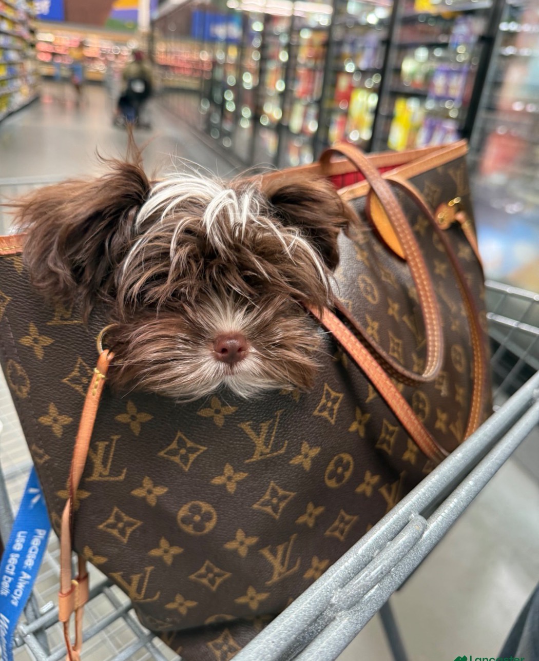 Exotic Yorkshire Terrier from Exotic Blessings in Trenton, NJ