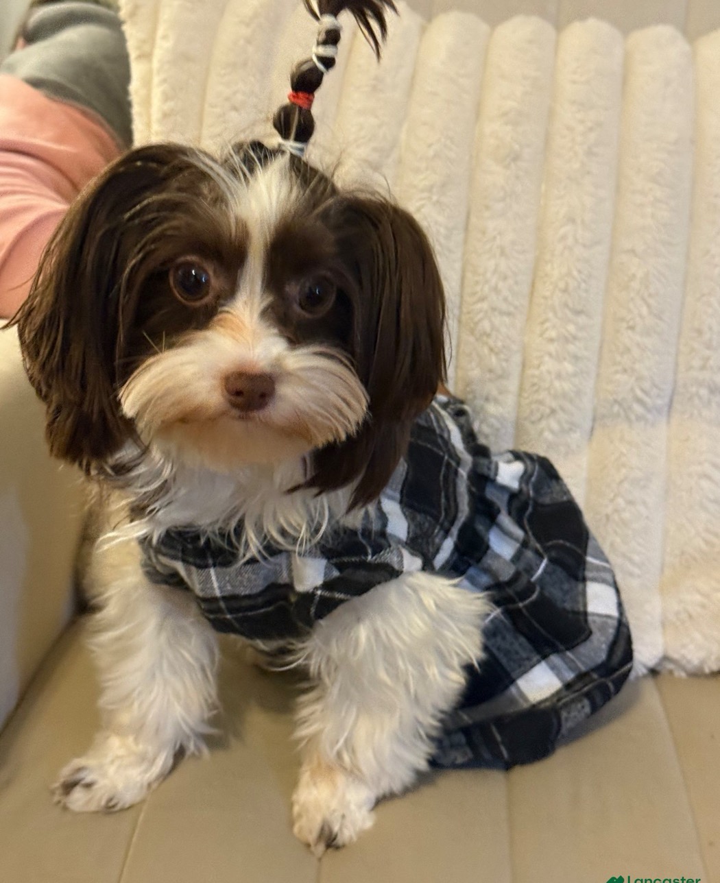 Exotic Yorkshire Terrier from Exotic Blessings in Trenton, NJ
