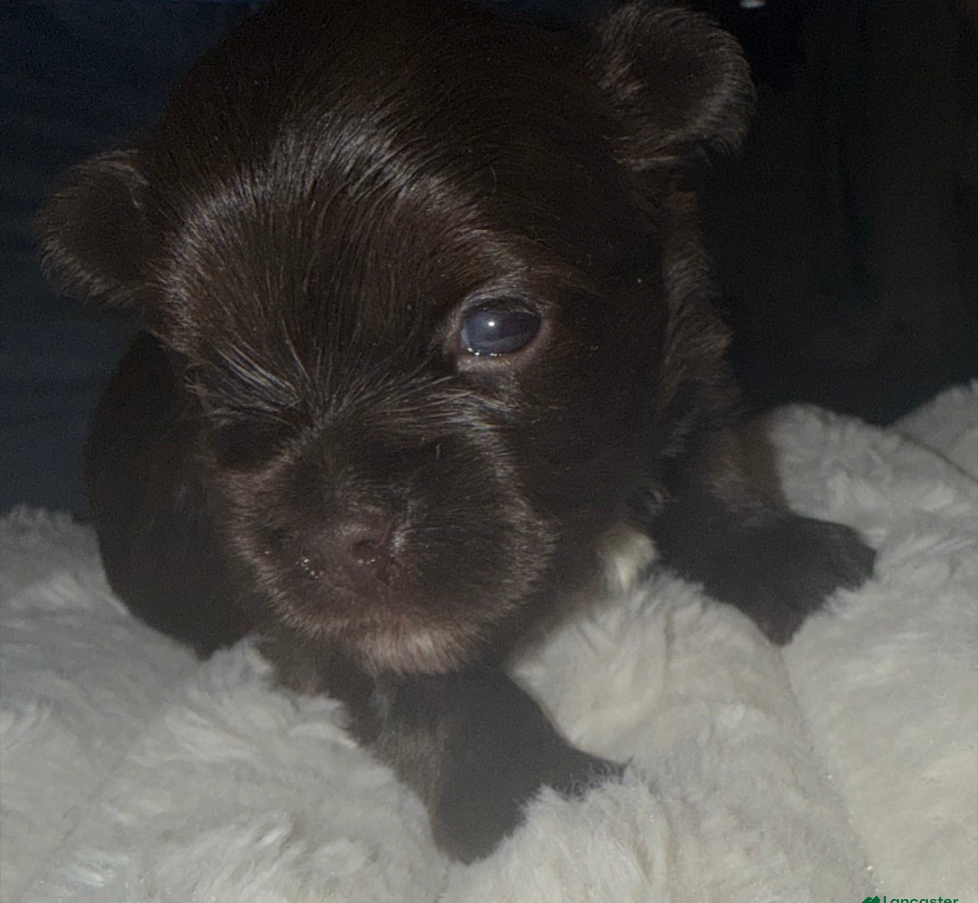 Exotic Yorkshire Terrier from Exotic Blessings in Trenton, NJ