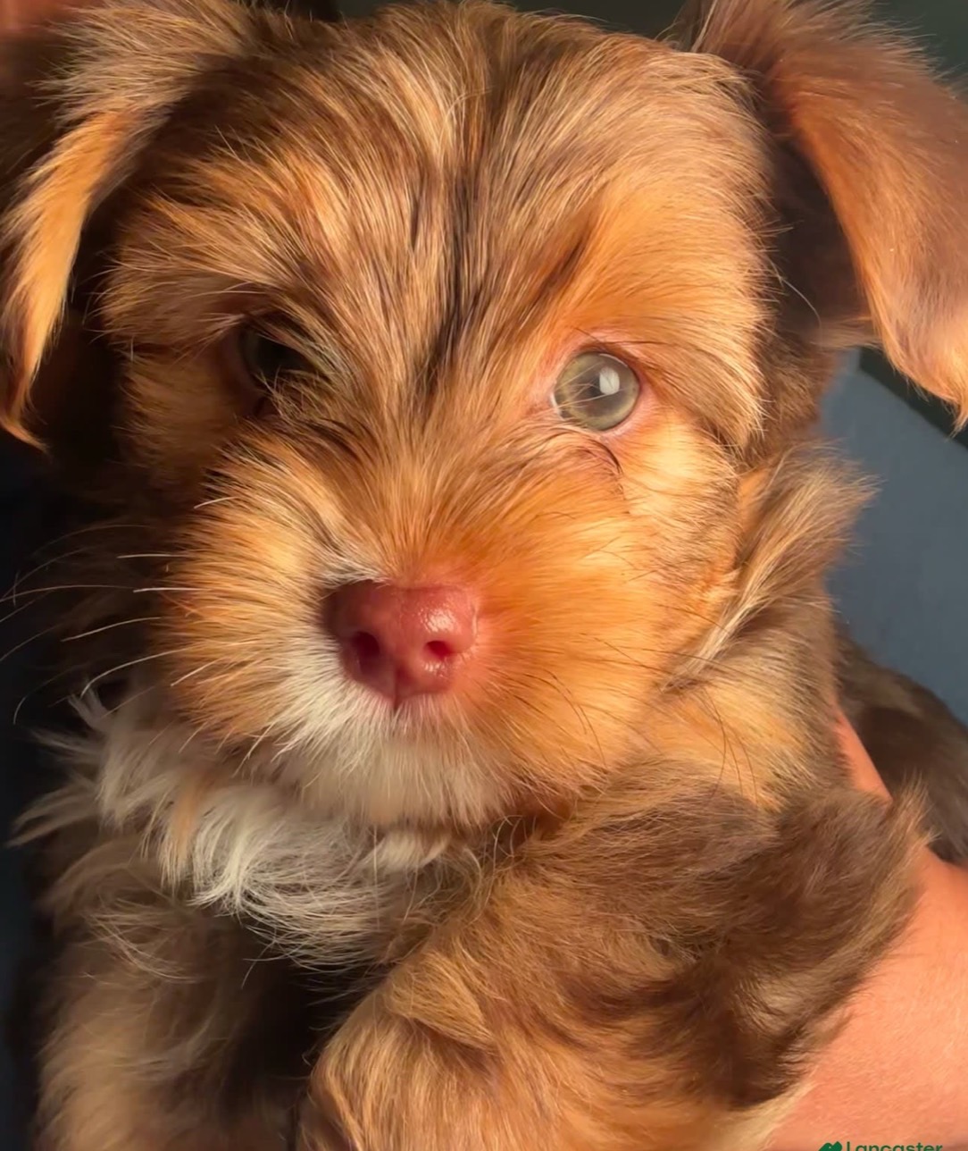 exotic Yorkshire Terrier puppy from Exotic Blessings in Trenton, NJ