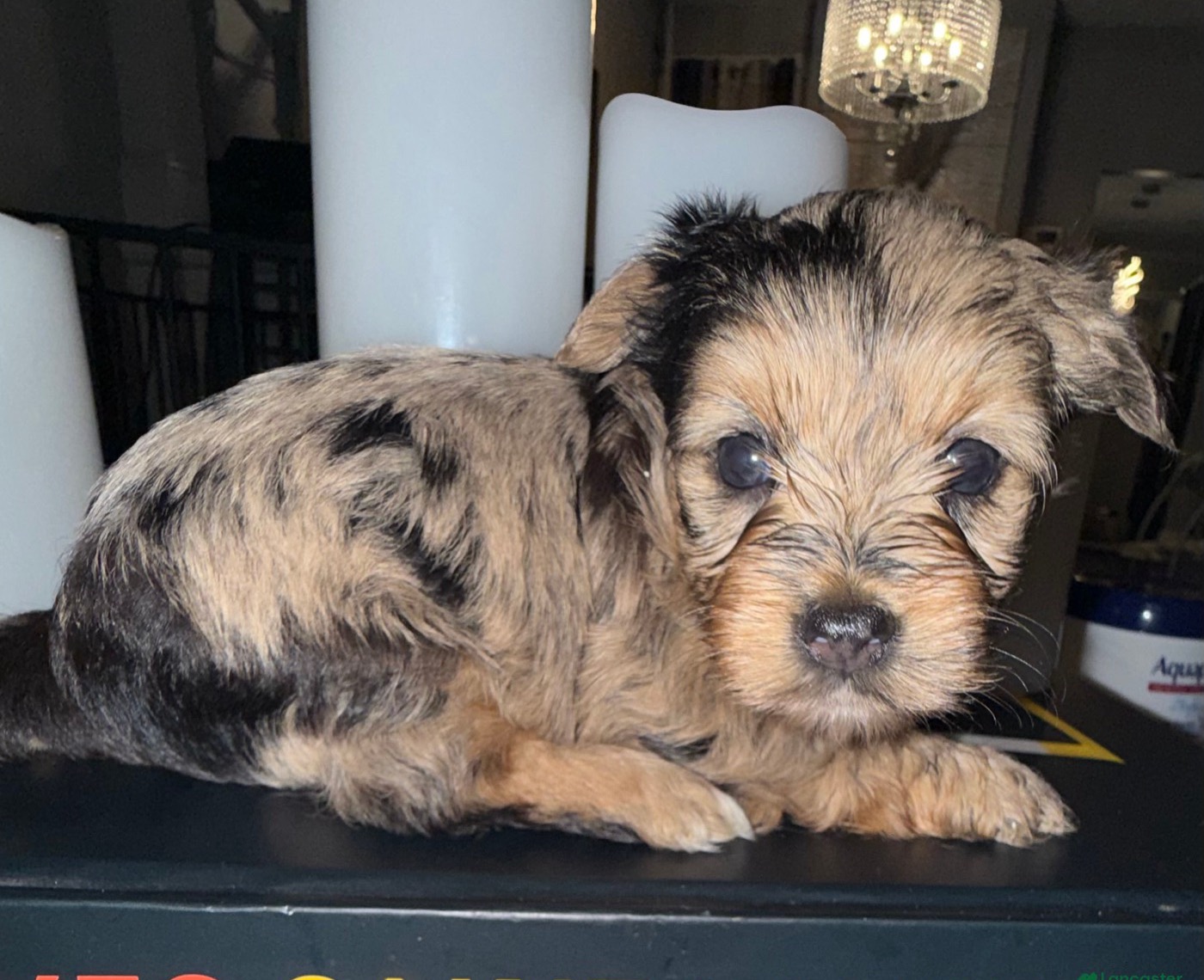 Nala