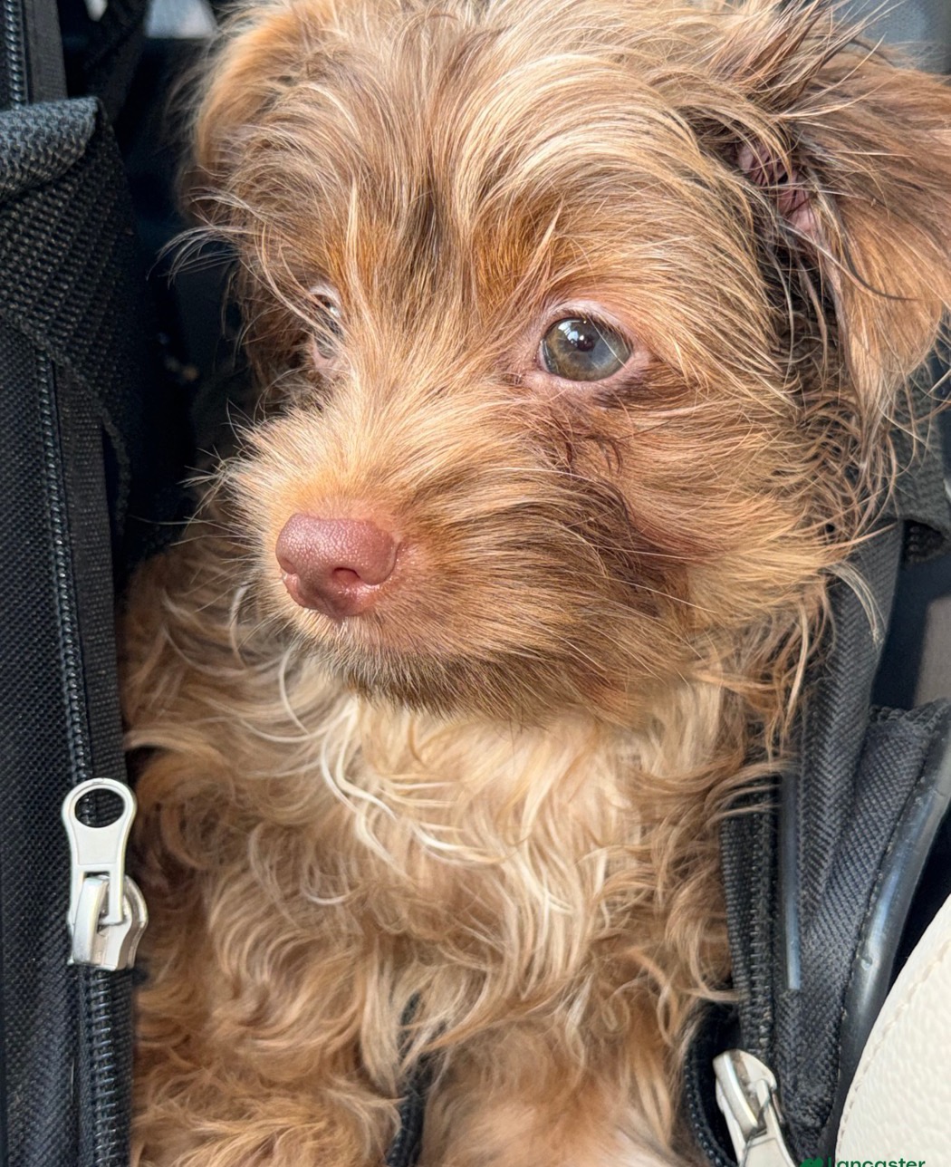 Simba 2