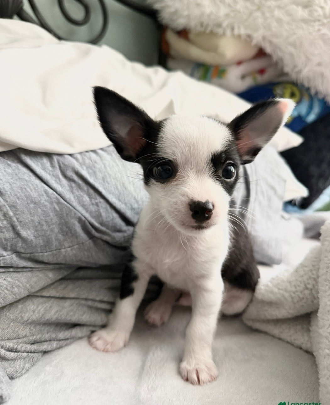 Amanda's puppy from Exotic Blessings