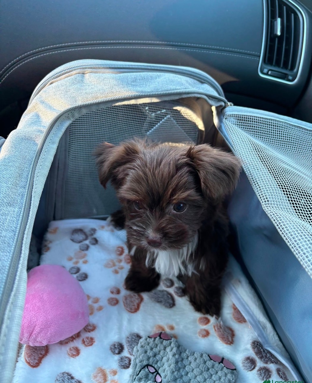 Jose's puppy settled into her new home