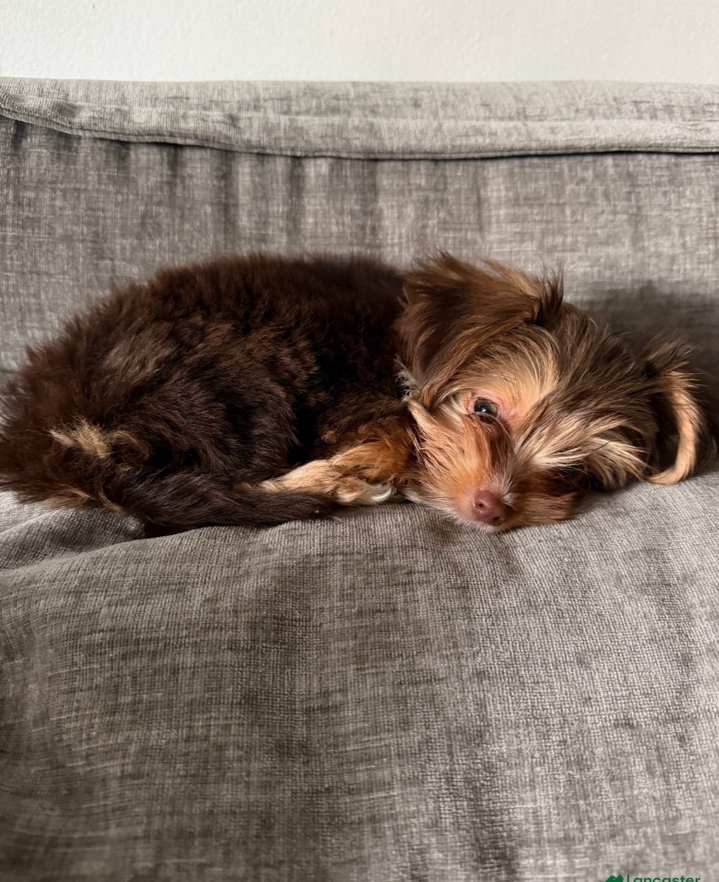 Yadira's chocolate Yorkie puppy, Mars, curled up on the couch